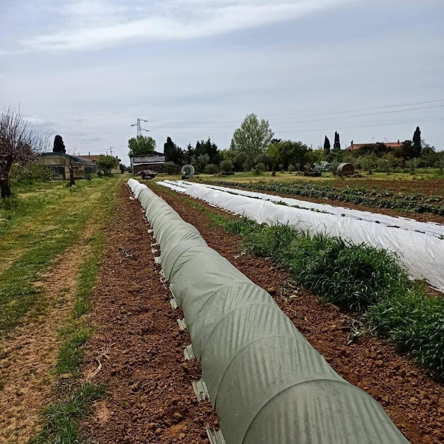 Agriturismo Il Cipresso 瓦达 外观 照片