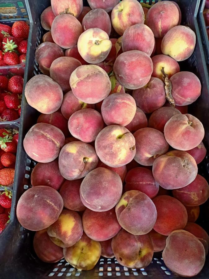 Agriturismo Il Cipresso 瓦达 外观 照片