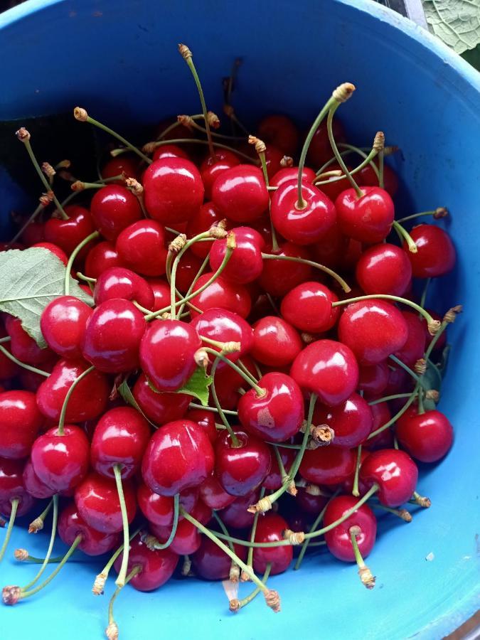 Agriturismo Il Cipresso 瓦达 外观 照片