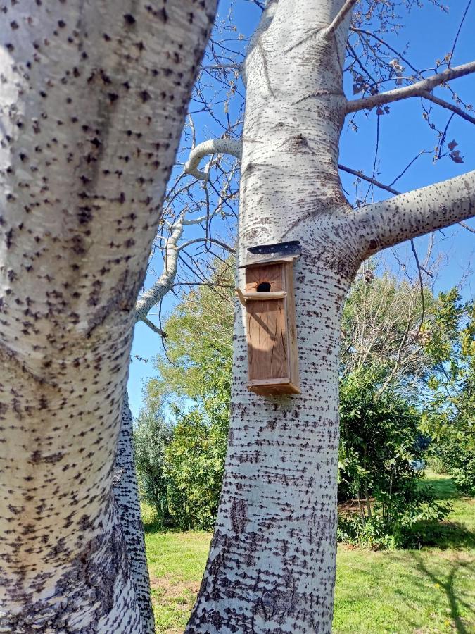 Agriturismo Il Cipresso 瓦达 外观 照片